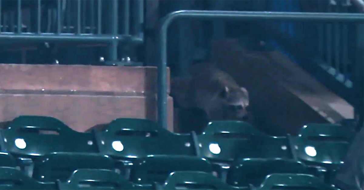 There’s More to the Citi Field Raccoon Story